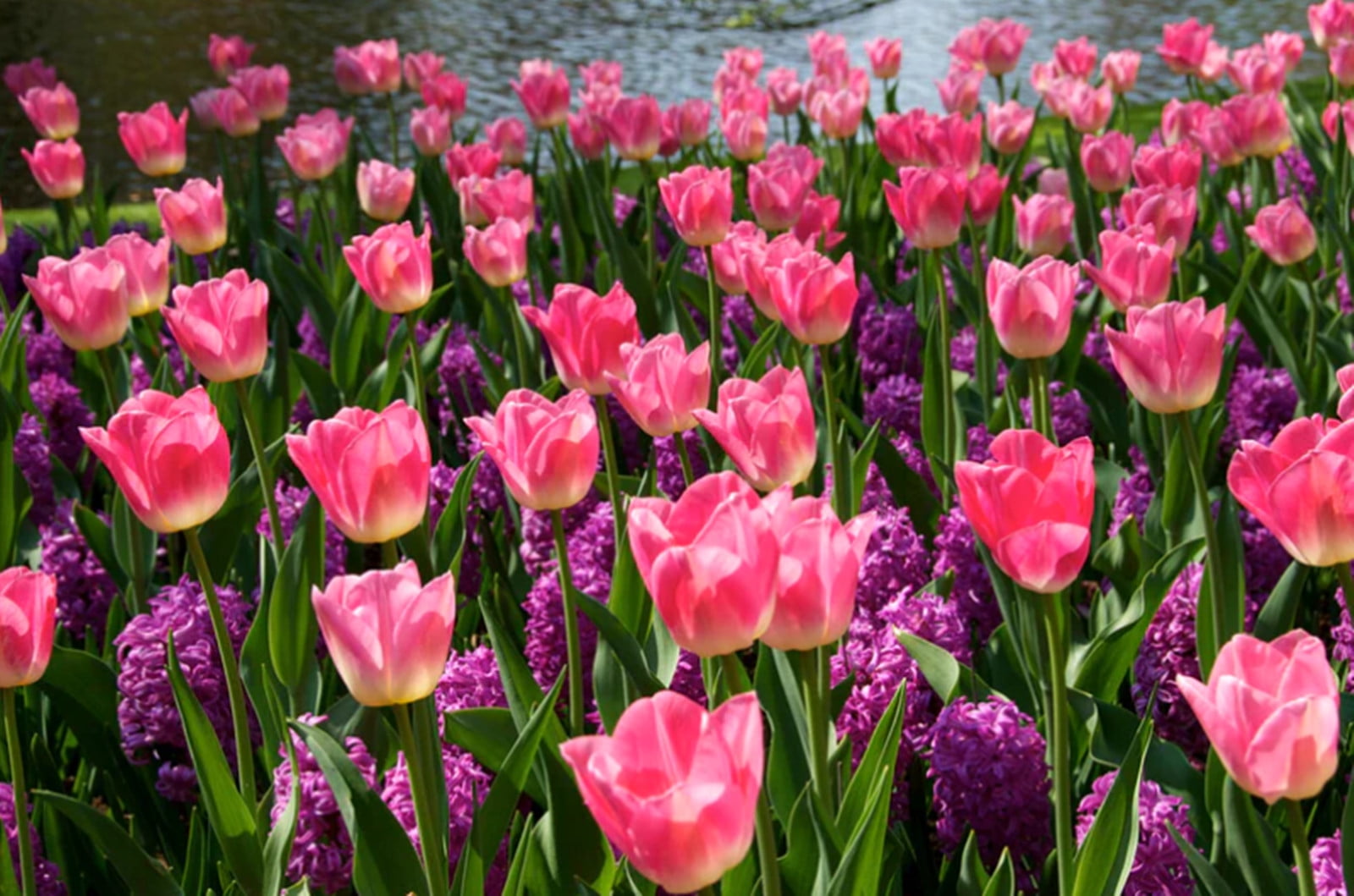Tulip Bulbs, Perennials,Tulip Flowers,Bulbs,Hydroponics,Gardening