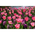 Tulip Bulbs, Perennials,Tulip Flowers,Bulbs,Hydroponics,Gardening
