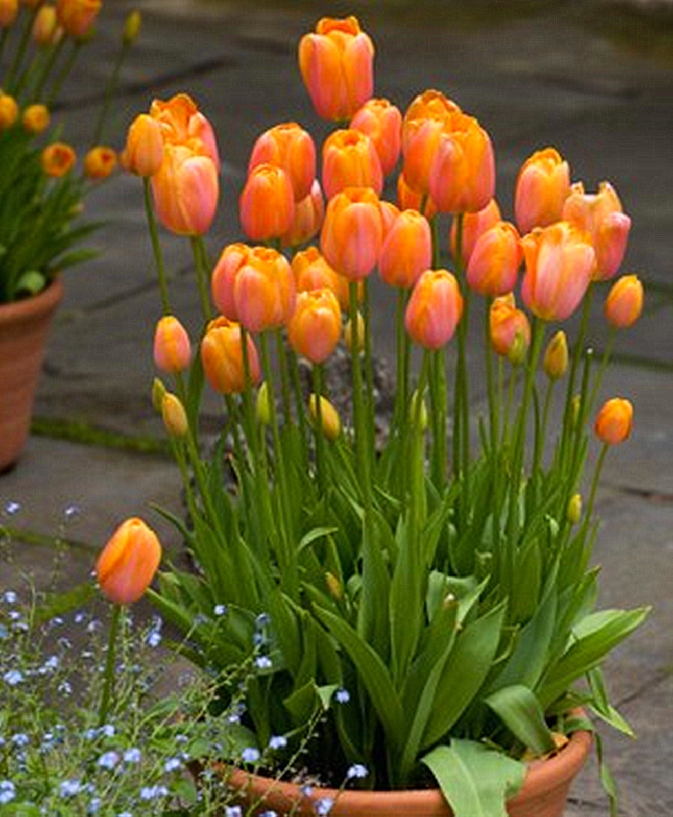 Tulip Bulbs, Perennials,Tulip Flowers,Bulbs,Hydroponics,Gardening