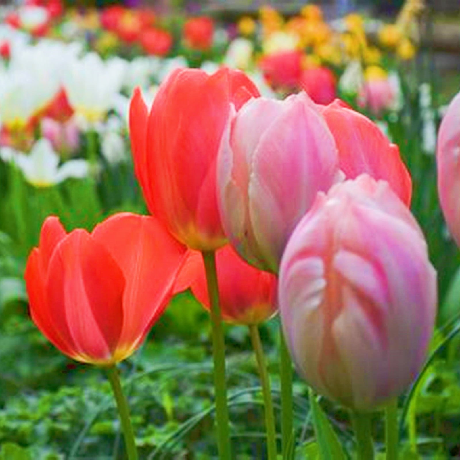 Tulip Bulbs Tulip Bulbs For Fall Planting Bulk Tulip Bulbs For Sale Tulip Bulbs Bulk Garden
