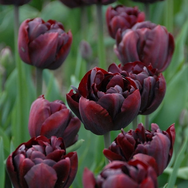 Tulip Bulbs,Tulip Bulbs For Planting Outdoors , Tulip Bulbs Bulk