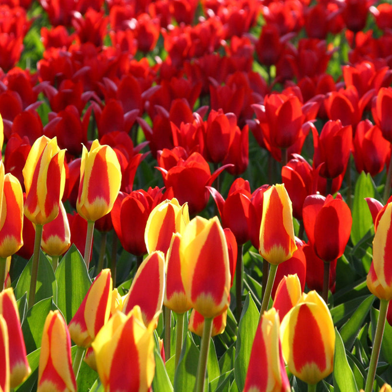 Tulip plant bulbs Tulip bulbs for planting Tulip flowers bulbs Tulip