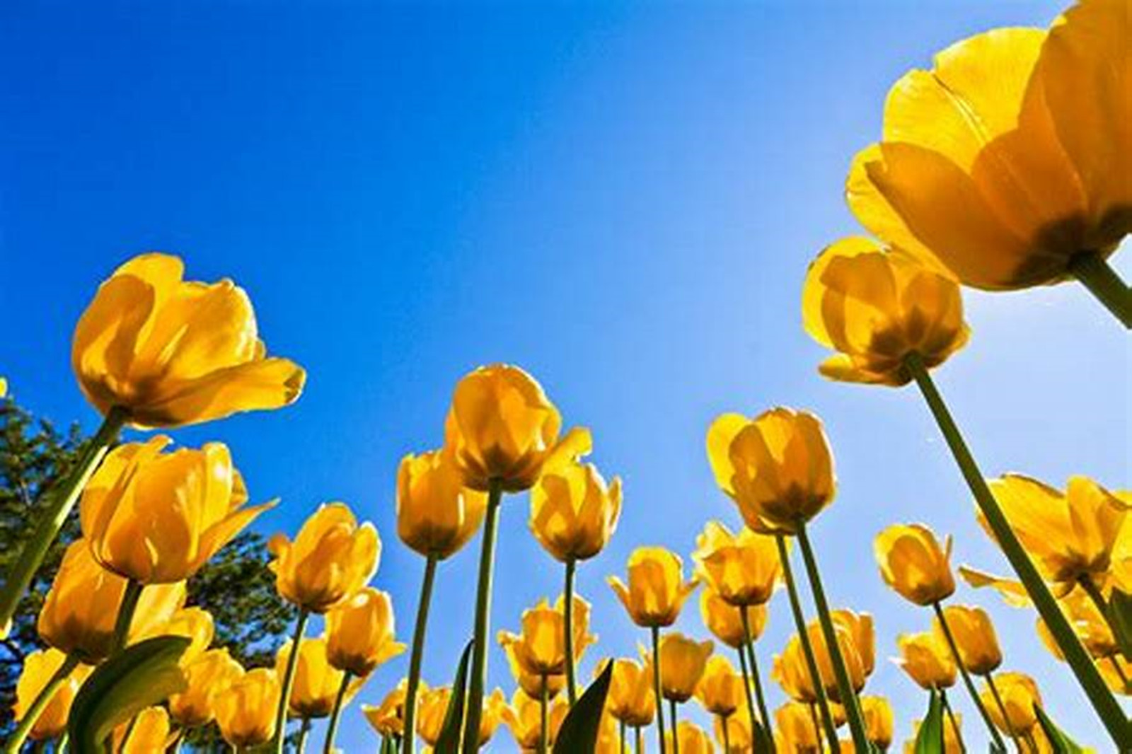 Tulip Bulbs,Tulip Bulbs For Planting Outdoors , Tulip Bulbs Bulk