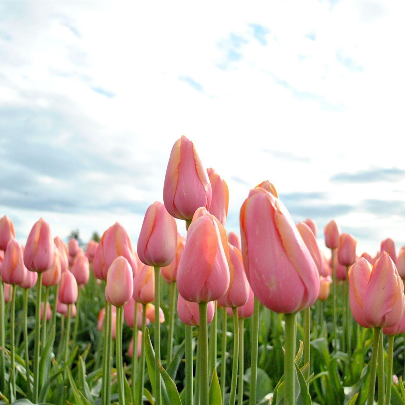 Tulip Bulbs,Tulip Bulbs For Planting Outdoors , Tulip Bulbs Bulk