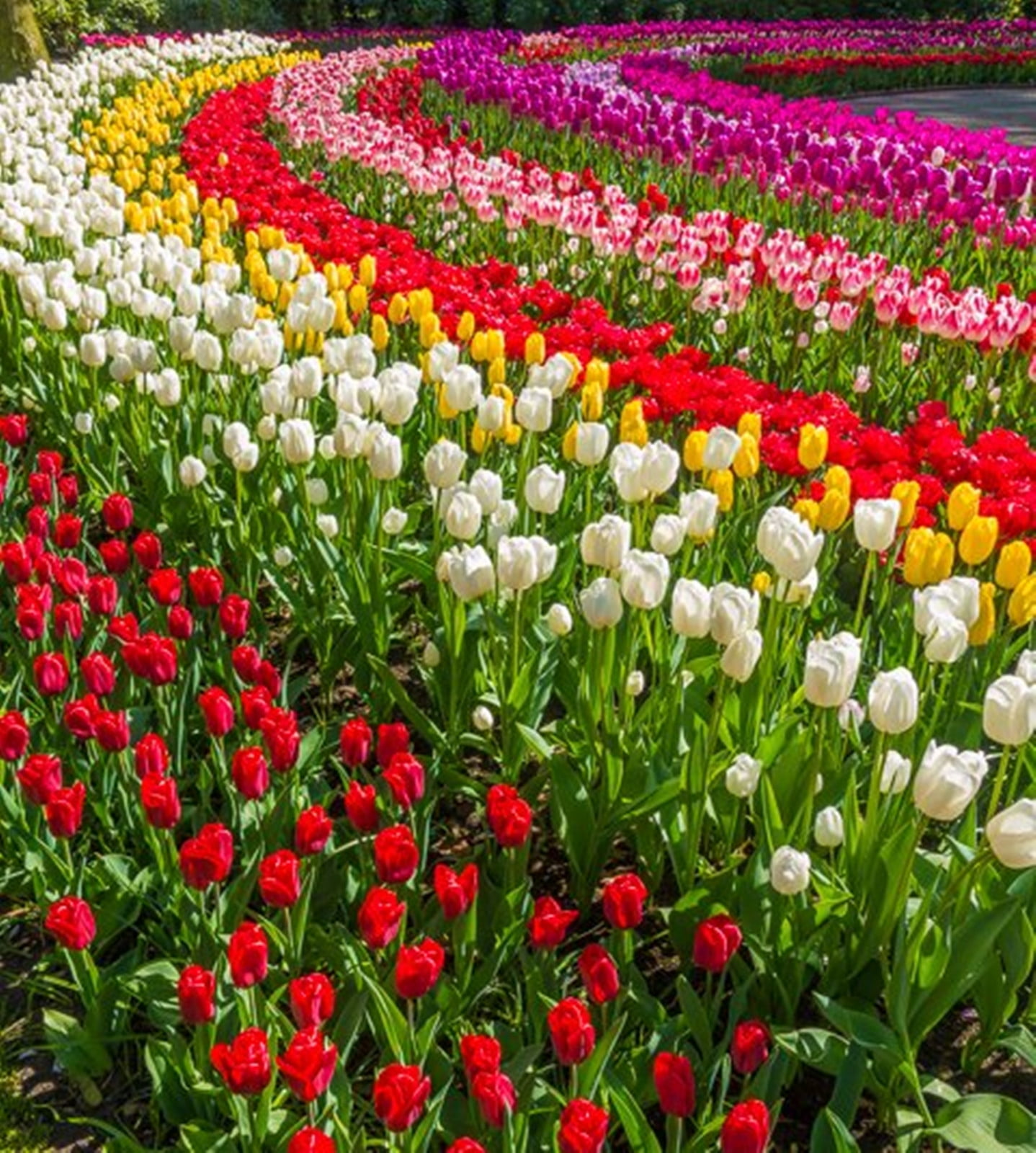 Tulip Bulbs,Tulip Bulbs For Planting Outdoors , Tulip Bulbs Bulk