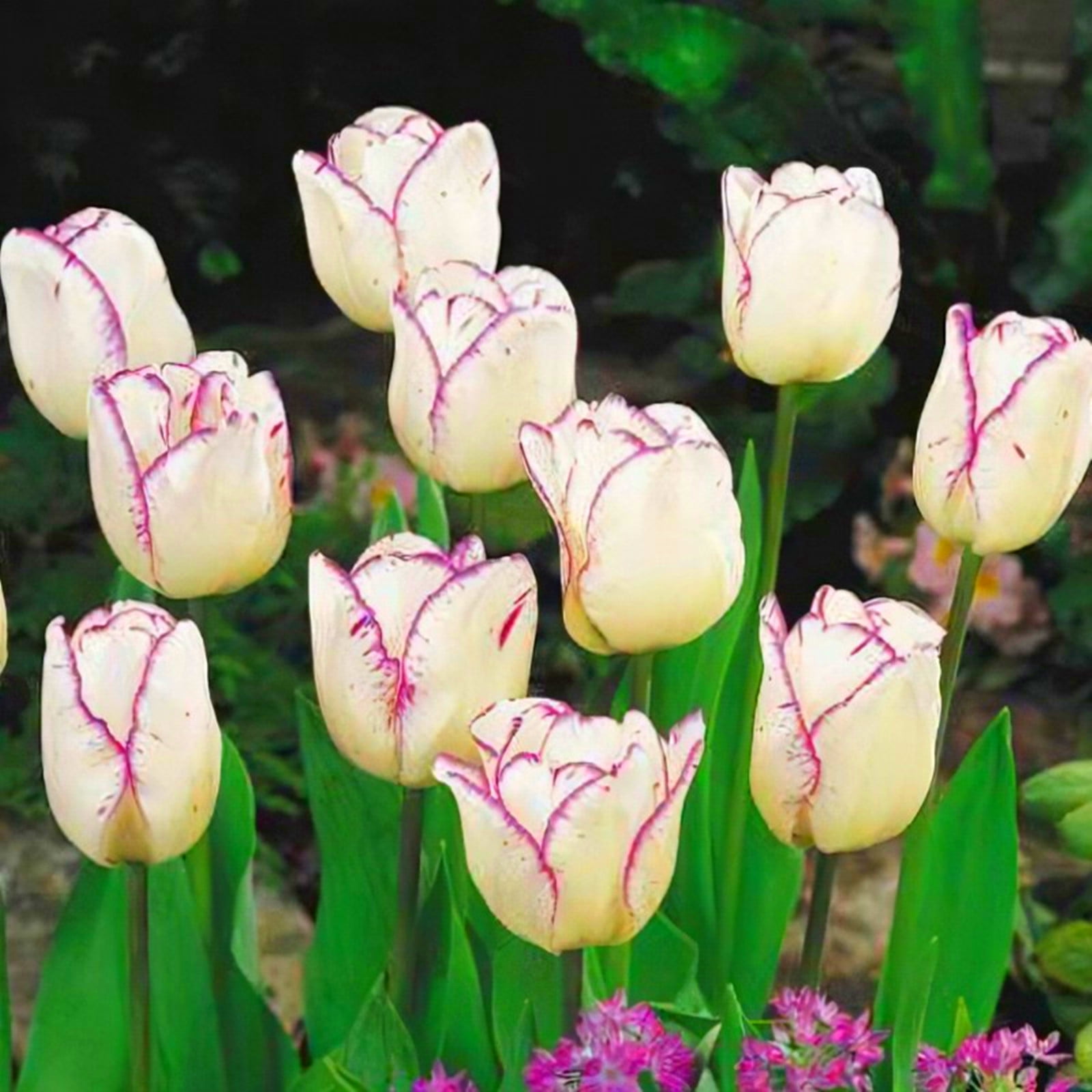 Tulip Bulbs, Tulip Plant Bulbs,Garden Plants,Tulip Bulbs For Planting ...