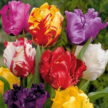 Tulip Bulbs, Tulip Plant Bulbs,garden Plants, Tulip Flowers,tulip Bulbs 