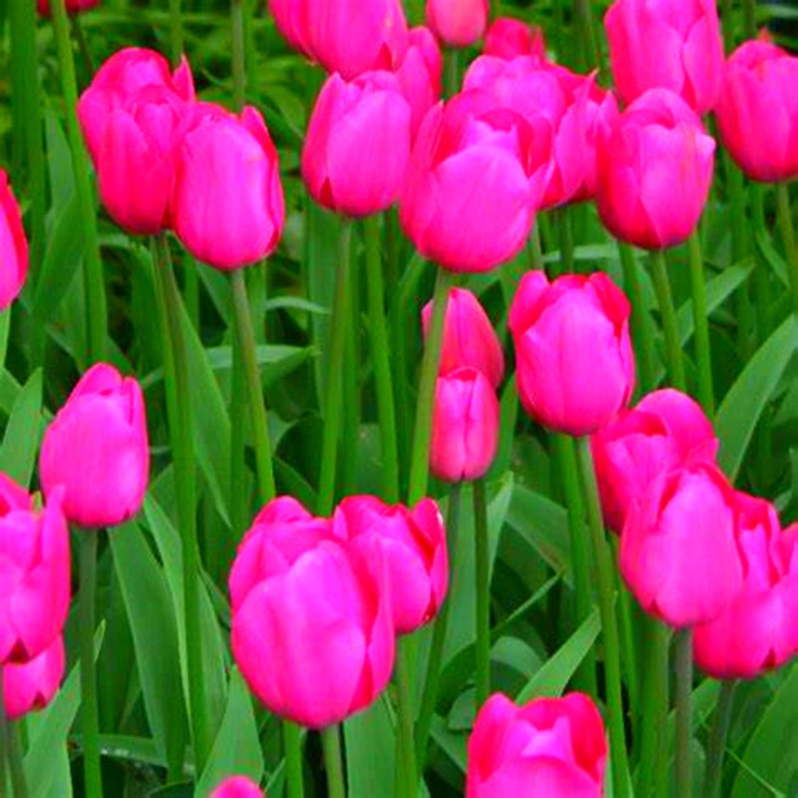 Tulip Bulbs, Tulip Plant Bulbs,Garden Plants, Tulip Flowers,Tulip ...