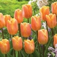 Tulip Bulbs Tulips Are Suitable For Indoor And Outdoor Use Tulips Have