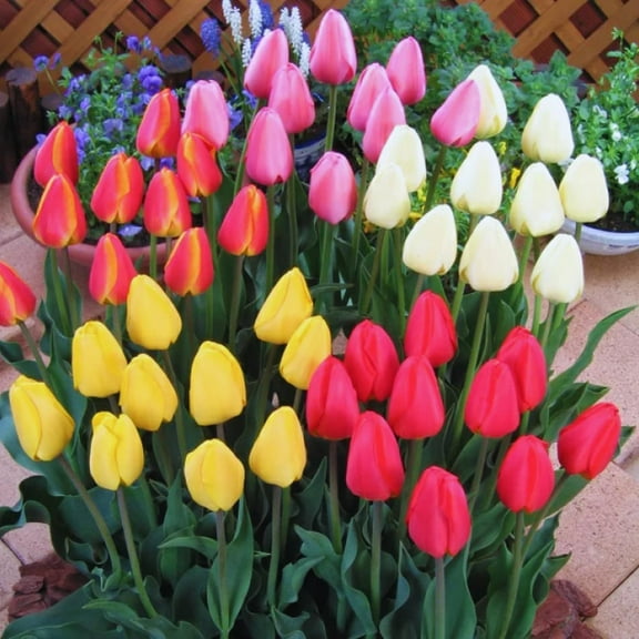Tulip Bulbs for Fall Planting Bulk, 25 Mix Color Tulip Bulbs, Large Bulbs for Growing Indoors Outdoors, Easy to Plant