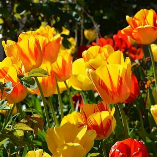 Tulip Bulbs for Fall Planting Mixed Perennial Flower Tulip Bulbs