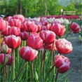 Tulip Bulbs for Fall Planting Mixed Perennial Flower Tulip Bulbs