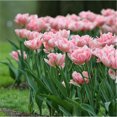 Tulip Bulbs for Fall Planting Mixed Perennial Flower Tulip Bulbs