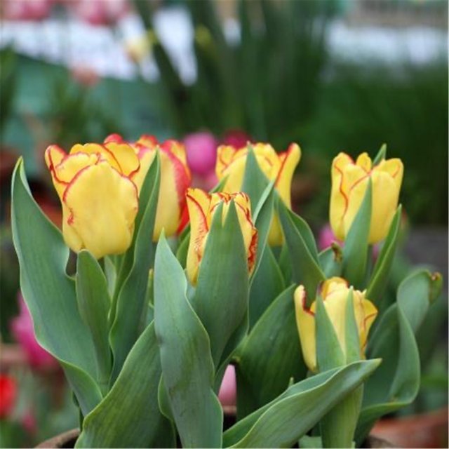 Tulip Bulbs for Fall Planting Mixed Perennial Flower Tulip Bulbs