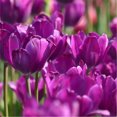 Tulip Bulbs for Fall Planting Mixed Perennial Flower Tulip Bulbs