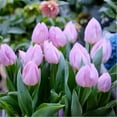 Tulip Bulbs for Fall Planting Tulip Bulbs Mix Zones 38 Bulb Size