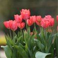 Tulip Bulbs for Fall Planting Tulip Bulbs Mix Zones 38 Bulb Size