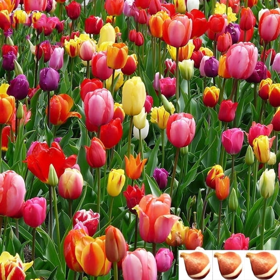 Tulip BulbsTulip Mixed Tulips Varieties Collection Tulips Bulbs for Gardens Spring Flowering Bulbs Ready to Plant Flower Bulbs Garden Landscape Diameter: 1.5in. Random Color