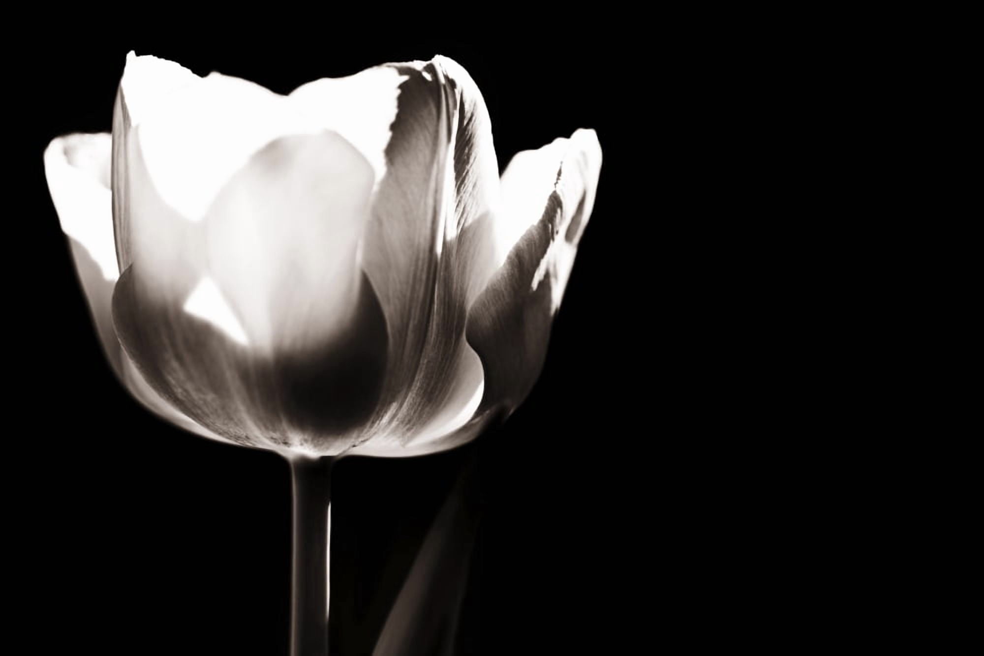 Tulip Canvas Art - Chris and Kate Knorr Design Pics (18 x 12)