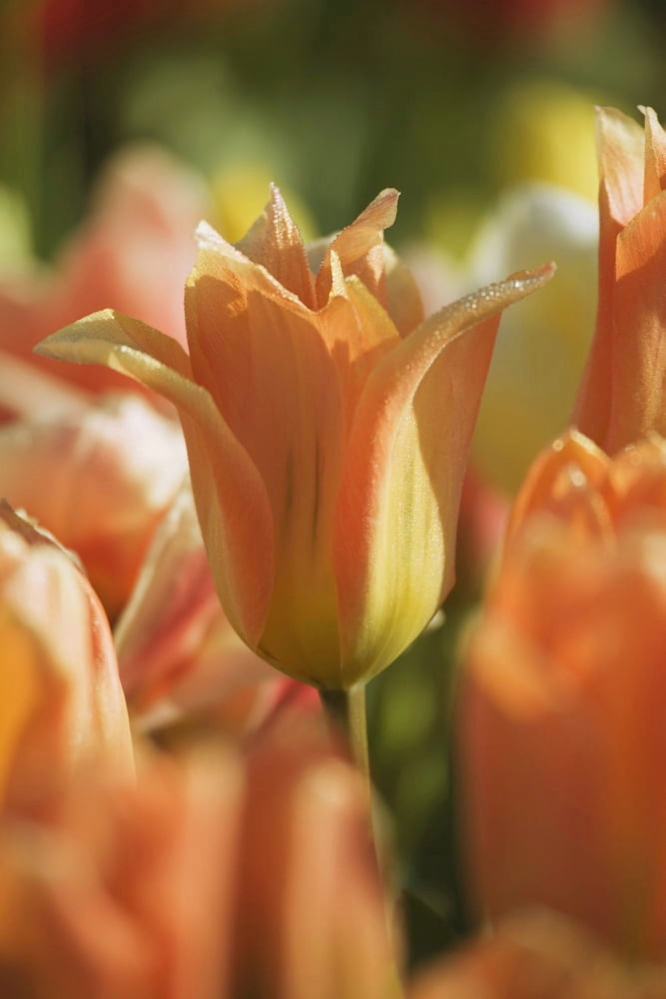Tulip Canvas Art - Craig Tuttle Design Pics (24 x 38)