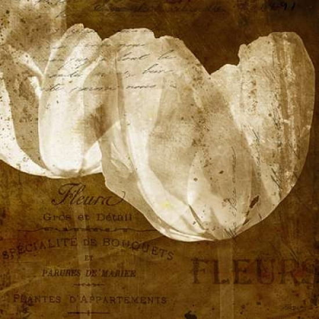 Tulip Canvas Art - Katrina Craven (24 x 24)