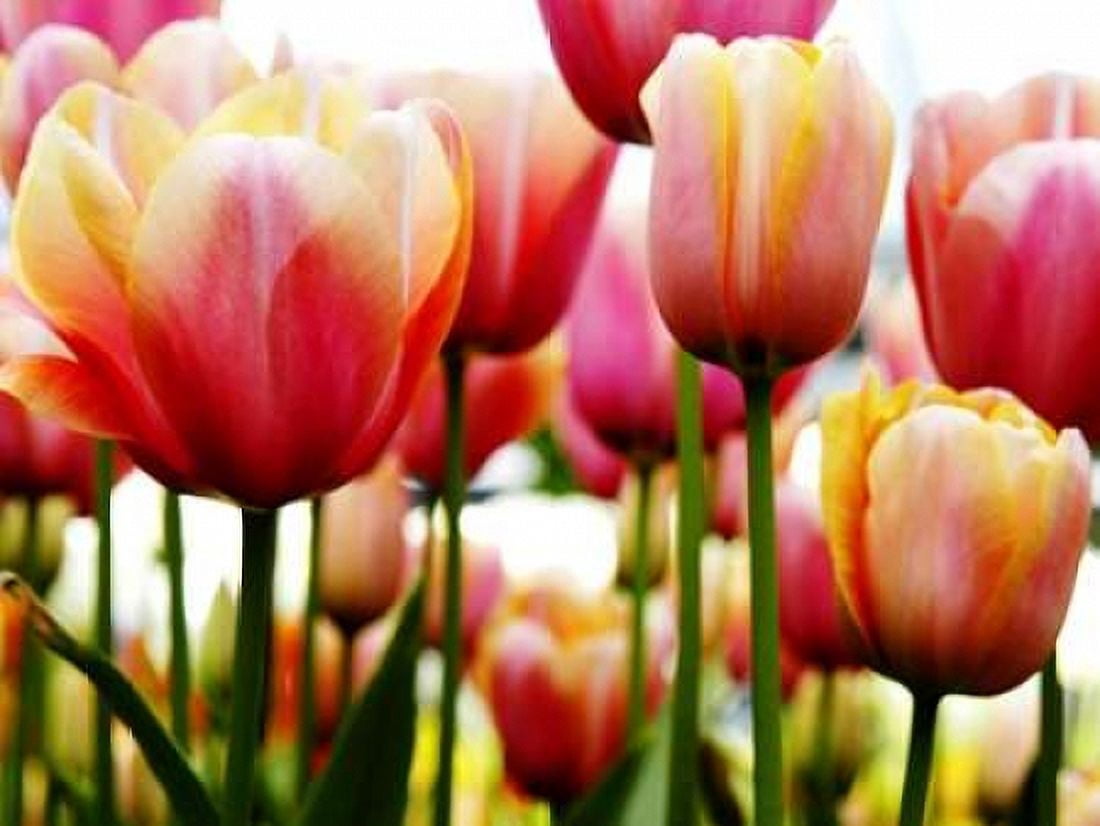 Tulip Canvas Art - PhotoINC Studio (18 x 24)