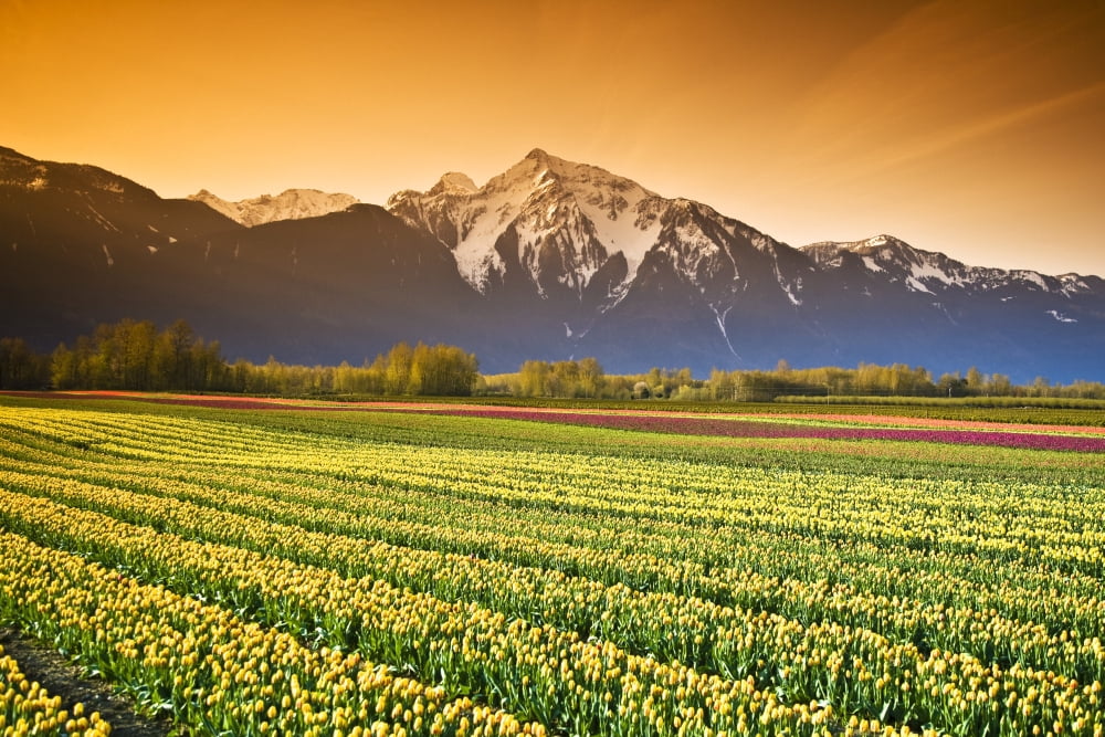 Tulip Cultivation British Columbia Canada Canvas Art - Richard Wear Design Pics (18 x 12)