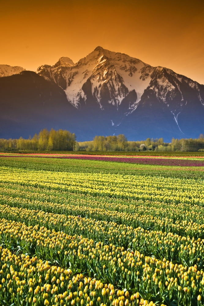 Tulip Cultivation British Columbia Canada Canvas Art - Richard Wear Design Pics (24 x 36)