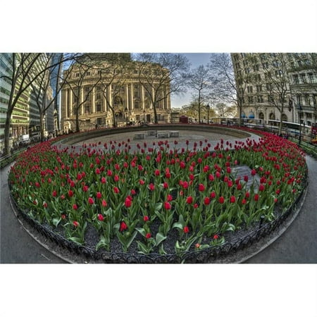 Tulip Display in Bowling Green Park - New York City United States of America Poster Print - 38 x 24 in. - Large