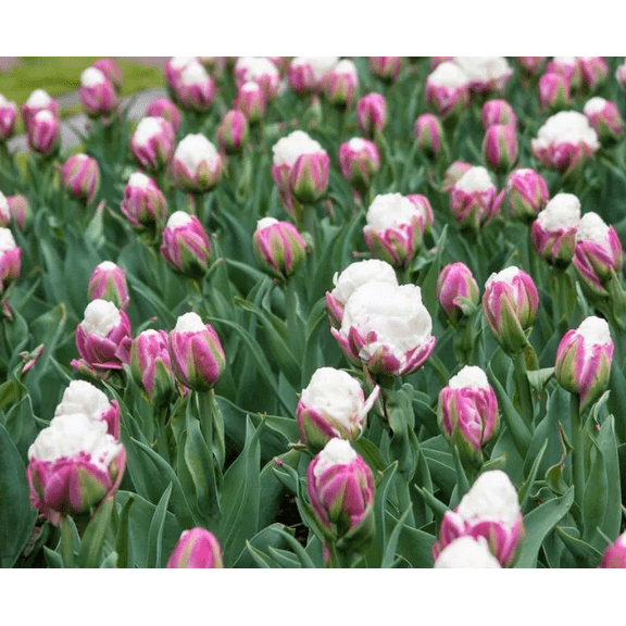 Tulip Double Late Ice Cream 5 Bulbs, Pink Strawberry Tulip Bulbs For Planting, Hardy Bulb Flowering Bulbs Double Peony Tulip Tubers