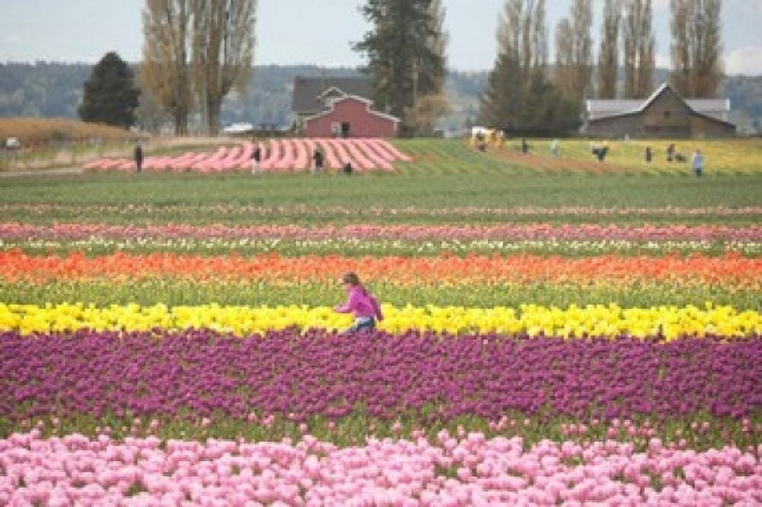 Tulip Farm Washington Canvas Art - John & Lisa Merrill DanitaDelimont (36 x 24)