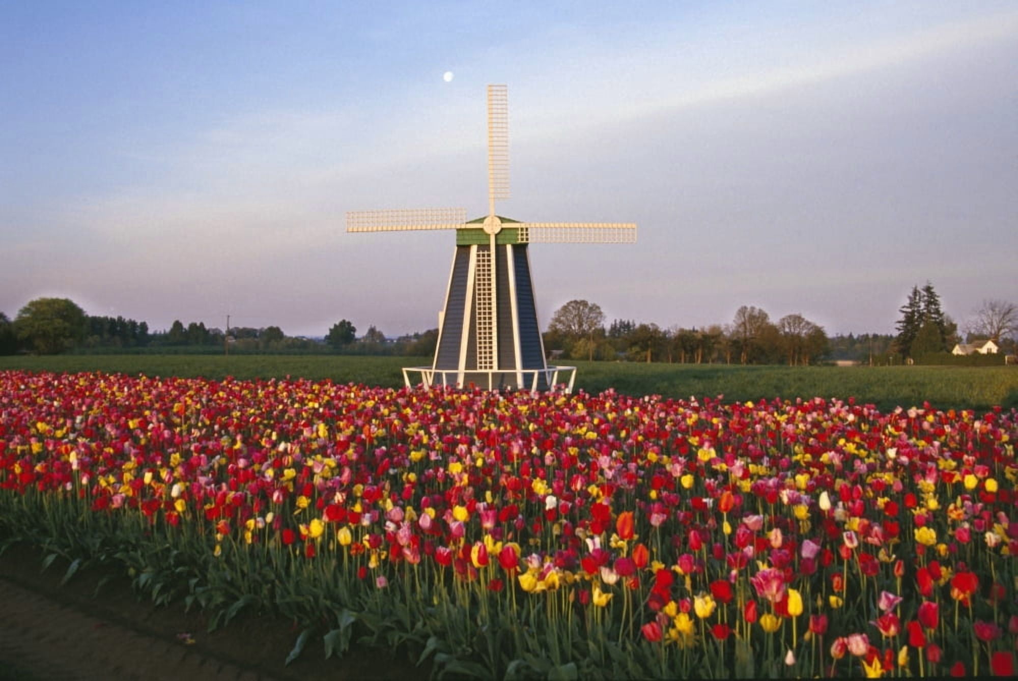 Tulip Field And Windmill Canvas Art - Natural Selection Craig Tuttle Design Pics (18 x 12)