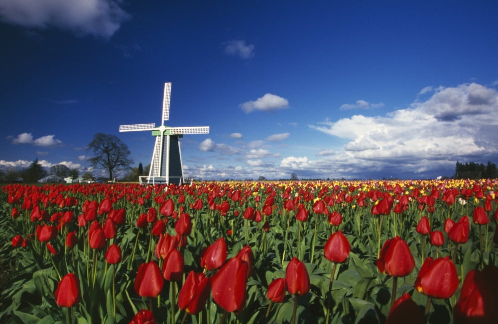 Tulip Field And Windmill Canvas Art - Natural Selection Craig Tuttle Design Pics (36 x 24)