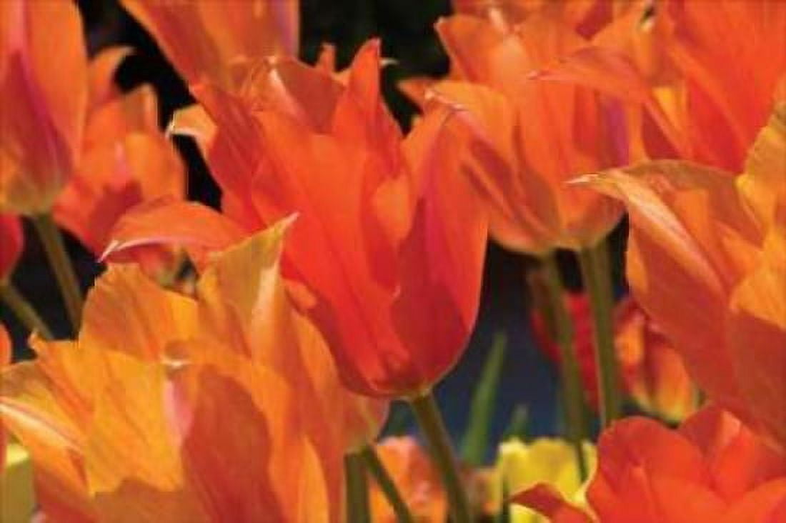 Tulip Field I Canvas Art - Alan Hausenflock (24 x 36)
