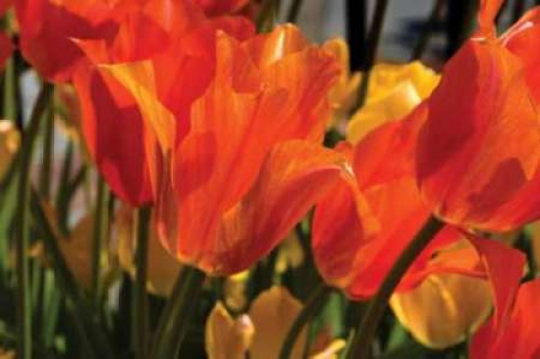 Tulip Field II Canvas Art - Alan Hausenflock (12 x 18)