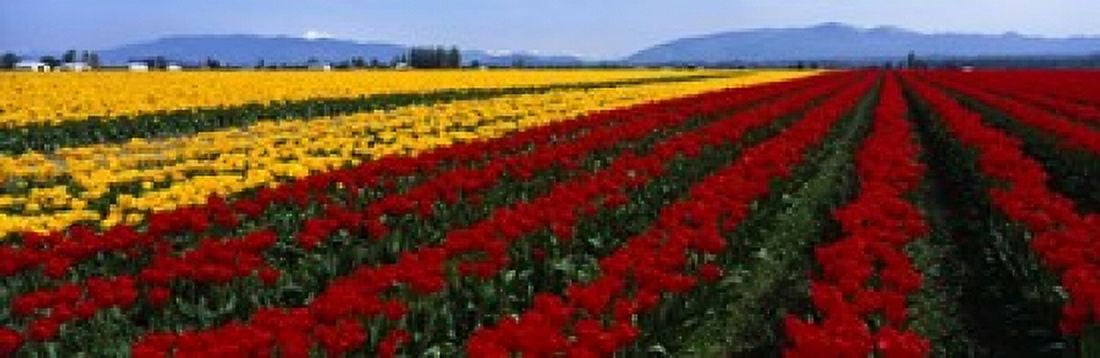 Tulip Field Mount Vernon Washington State USA Canvas Art - Panoramic Images (18 x 6)