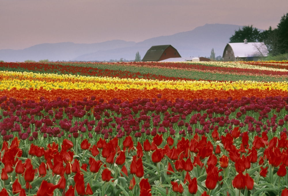 Tulip Fields In Skagit Valley Washington State Usa Canvas Art - Darwin Wiggett Design Pics (16 x 11)