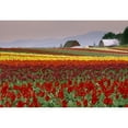 thumbnail image 1 of Tulip Fields In Skagit Valley  Washington State  Usa Poster Print, 1 of 2