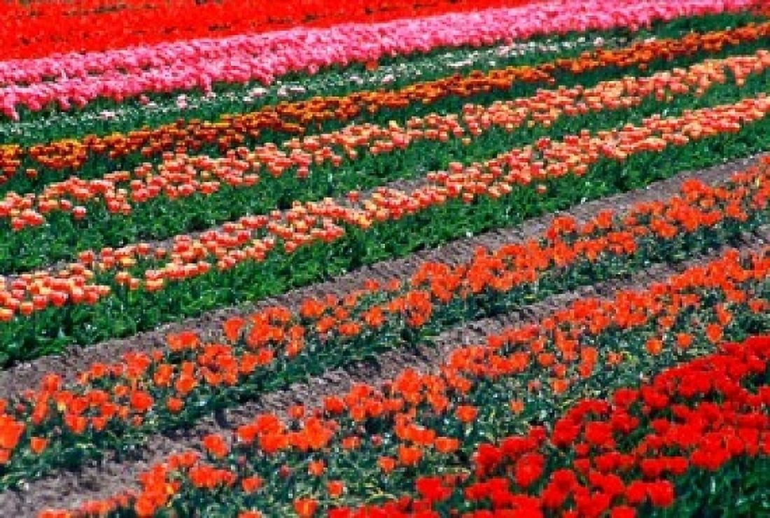Tulip Fields Tapanui Southland New Zealand Canvas Art - David Wall DanitaDelimont (18 x 12)