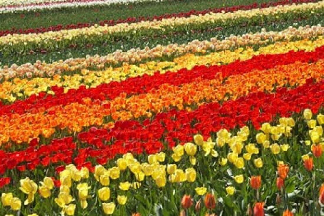 Tulip Fields West Otago South Island New Zealand Canvas Art - David Wall DanitaDelimont (34 x 23)