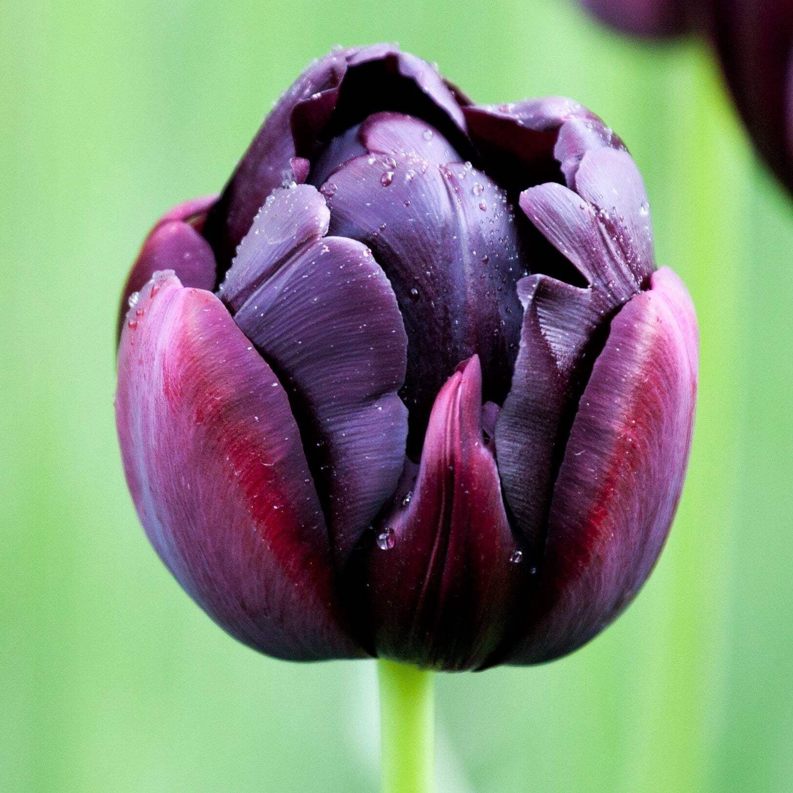 Easy to Grow Bulbs Tulip Hero - Thumbnail 2