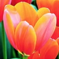 thumbnail image 1 of Tulip Flower Bulbs Single Form, Avignon from Easy to Grow Bulbs, 1 of 6