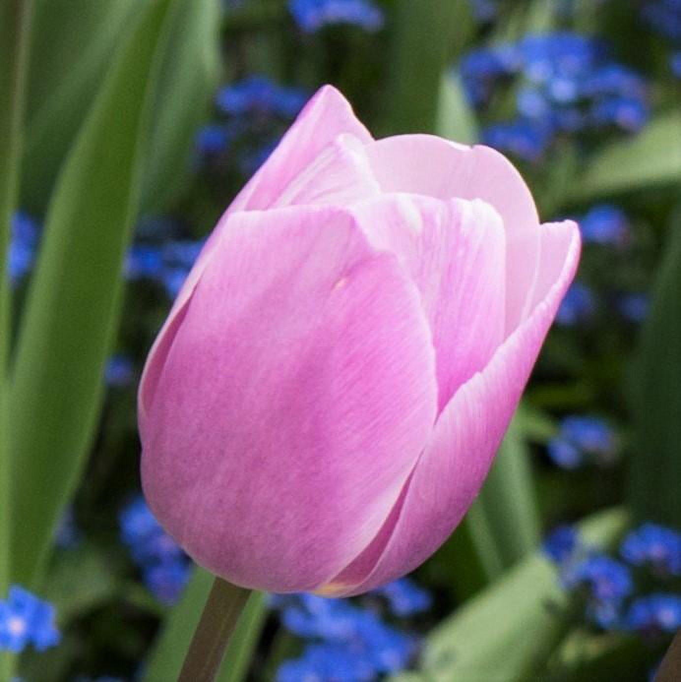 https://i5.walmartimages.com/seo/Tulip-Flower-Bulbs-Single-Form-Dreaming-Maid-from-Easy-to-Grow-Bulbs_b48ba1a3-f659-4a1d-89f9-d8021e21cceb.0f048748342359733f64bc31f1e1a2e5.jpeg