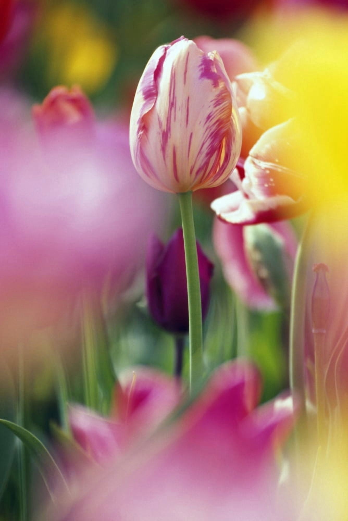 Tulip Flower Canvas Art - Natural Selection Craig Tuttle Design Pics (12 x 18)
