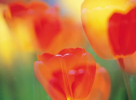 Tulip Flowers Canvas Art - Panoramic Images (36 x 27)