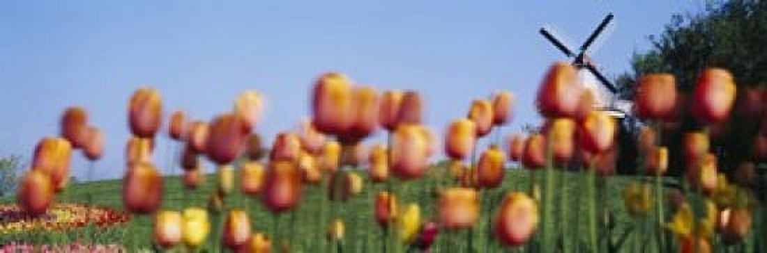 Tulip Flowers With A Windmill In The Background Holland Michigan USA Canvas Art - Panoramic Images (18 x 6)