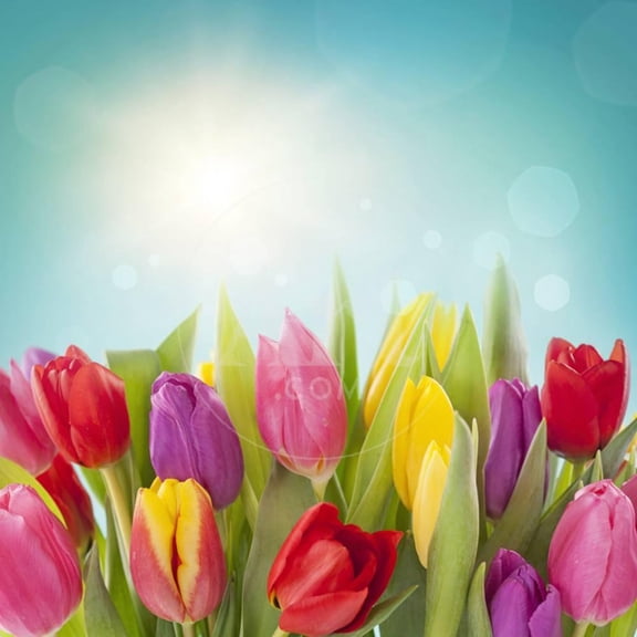 Tulip Flowers on Blue Background, Unframed Photographic Print Wall Art by egal Sold by Art.Com