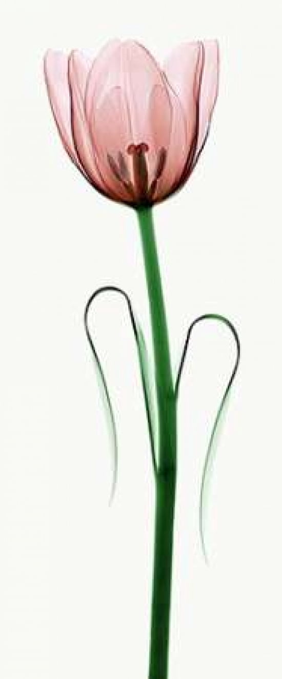 Tulip I Canvas Art - Robert Coop (24 x 48)