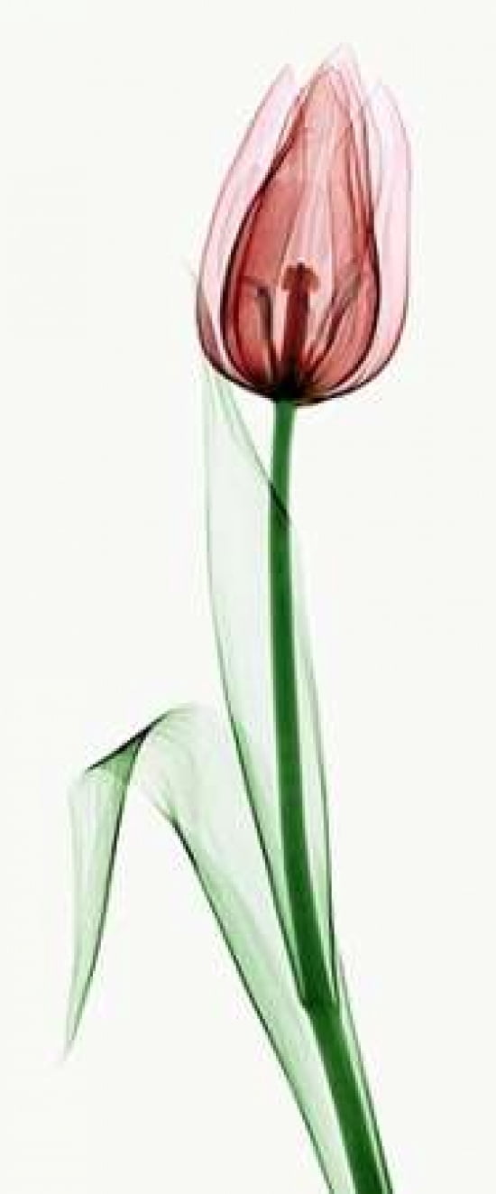 Tulip II Canvas Art - Robert Coop (10 x 20)