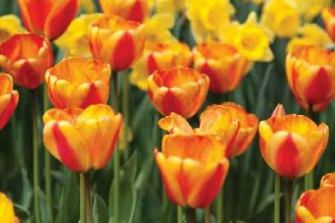 Tulip March I Canvas Art - Dana Styber (12 x 18)